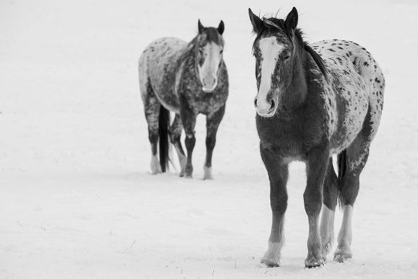 Hopkins, Cindy Miller 아티스트의 USA-Montana-Gardiner Appaloosa horses in winter snow작품입니다.